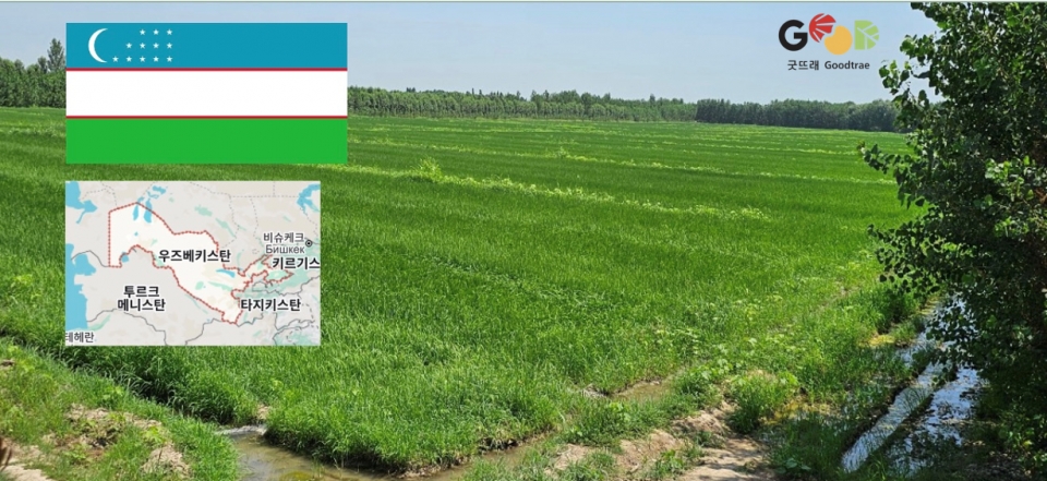 Paddy field in Uzbekistan